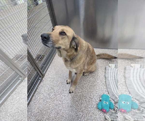 Medium Photo #2 Anatolian Shepherd Puppy For Sale in Martinsburg, WV, USA