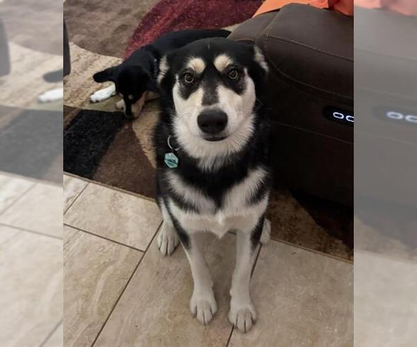 Medium Photo #1 Siberian Husky-Unknown Mix Puppy For Sale in San Antonio, TX, USA