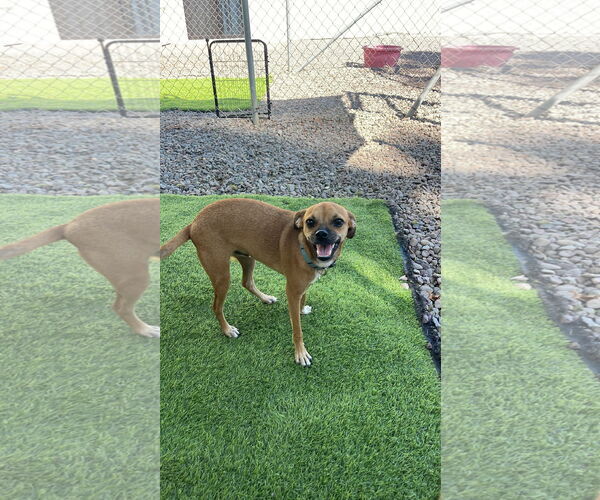 Medium Photo #2 Chihuahua-Unknown Mix Puppy For Sale in Chandler, AZ, USA