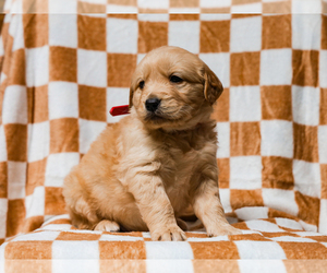 Golden Retriever Puppy for sale in LIBERTY, KY, USA
