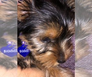 Yorkshire Terrier Puppy for sale in BALTIMORE, MD, USA