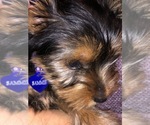 Small Photo #1 Yorkshire Terrier Puppy For Sale in BALTIMORE, MD, USA