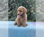 Small Photo #3 Goldendoodle Puppy For Sale in ANTIOCH, TN, USA