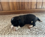Small Photo #7 Aussiedoodle Puppy For Sale in NEOLA, WV, USA