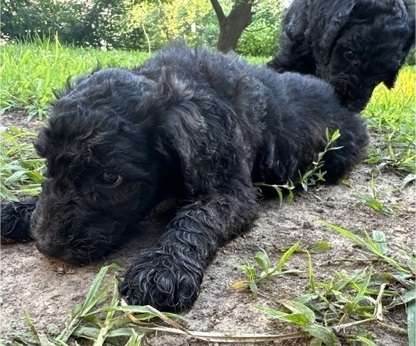 Medium Photo #6 Goldendoodle Puppy For Sale in KANSAS CITY, MO, USA