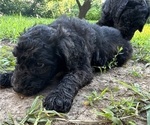 Small #5 Goldendoodle