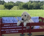 Small Photo #3 Golden Retriever Puppy For Sale in AUSTIN, KY, USA
