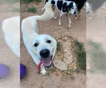 Small #1 Great Pyrenees Mix
