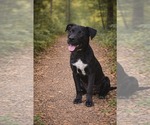 Small #1 Labrador Retriever Mix