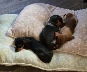 Dachshund Puppy for sale in AUSTIN, TX, USA
