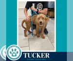 Small #1 Labrador Retriever Mix
