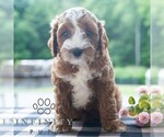 Small #3 Cavapoo (Miniature)