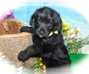 Beagle-Goldendoodle Mix Puppy for sale in HAMMOND, IN, USA