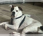 Small #30 Boxer Mix
