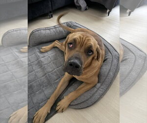 Spot - Male Mastiff Dog for Adoption