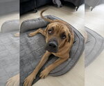Spot - Male Mastiff Dog for Adoption - Small photo