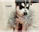 Small Photo #27 Siberian Husky Puppy For Sale in WASHBURN, WI, USA