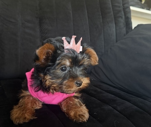 Medium Photo #3 Yorkshire Terrier Puppy For Sale in PHOENIX, AZ, USA