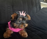 Small #2 Yorkshire Terrier