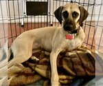Small #11 Black Mouth Cur Mix