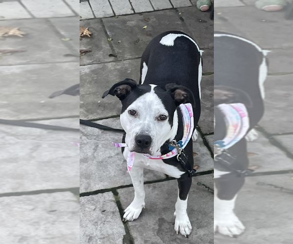Medium Photo #4 Mutt Puppy For Sale in Plainfield, IL, USA