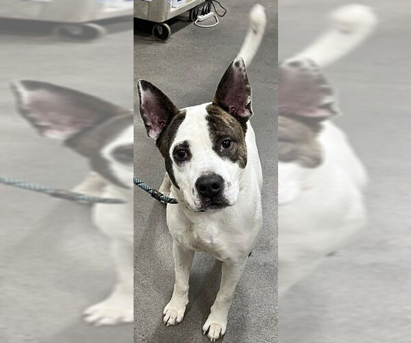 Medium Photo #1 Akita-Unknown Mix Puppy For Sale in Forestville, MD, USA