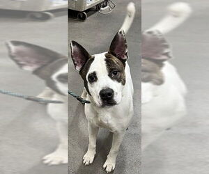 Akita-Unknown Mix Dogs for adoption in Forestville, MD, USA