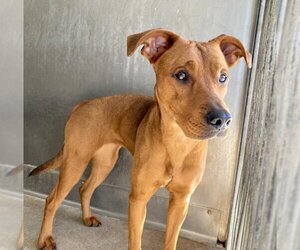 Labrador Retriever-Unknown Mix Dogs for adoption in San Bernardino, CA, USA