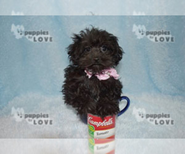 Medium Photo #14 Poodle (Toy)-Yorkshire Terrier Mix Puppy For Sale in SANGER, TX, USA