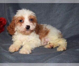 Cavapoo Puppy for sale in BARNESVILLE, KS, USA