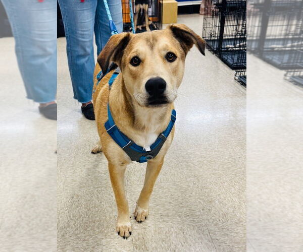 Medium Photo #1 Labrador Retriever-Unknown Mix Puppy For Sale in Claremore, OK, USA