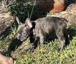 Small Photo #10 French Bulldog Puppy For Sale in AVON PARK, FL, USA