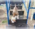 Small #4 American Pit Bull Terrier