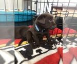 Small Photo #23 Labrador Retriever Puppy For Sale in CLEARWATER, FL, USA