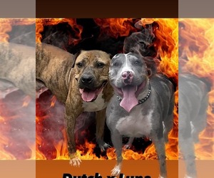 Mother of the American Bully-American Pit Bull Terrier Mix puppies born on 11/27/2022