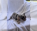 Small Photo #24 French Bulldog Puppy For Sale in NORTH MYRTLE BEACH, SC, USA
