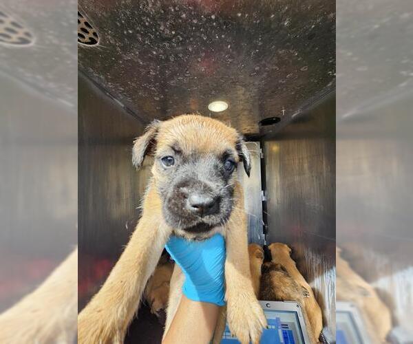 Medium Photo #1 American Staffordshire Terrier-Unknown Mix Puppy For Sale in San Antonio, TX, USA