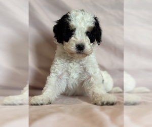 Bernedoodle (Miniature) Puppy for Sale in LONGMONT, Colorado USA