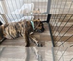 Small Photo #11 Cane Corso Puppy For Sale in PORTLAND, OR, USA