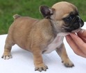 Small French Bulldog