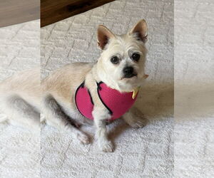 Chihuahua-Unknown Mix Dogs for adoption in Mission Viejo, CA, USA