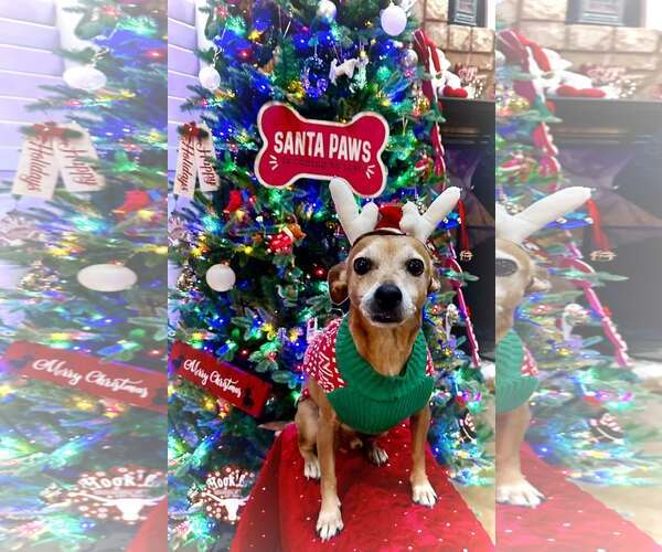 Medium Photo #17 Chiweenie Puppy For Sale in San Antonio, TX, USA