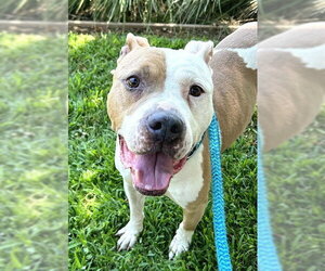 Mutt Dogs for adoption in Sacramento, CA, USA