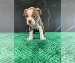 Small Photo #16 Boston Terrier Puppy For Sale in TULARE, CA, USA