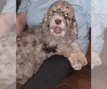 Small Photo #6 Labradoodle Puppy For Sale in PINEVILLE, LA, USA