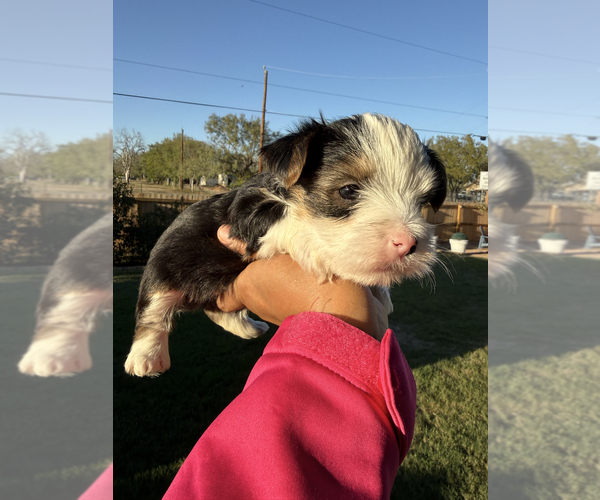 Medium Photo #7 Yorkshire Terrier Puppy For Sale in SCHERTZ, TX, USA