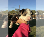 Puppy Cognac Yorkshire Terrier