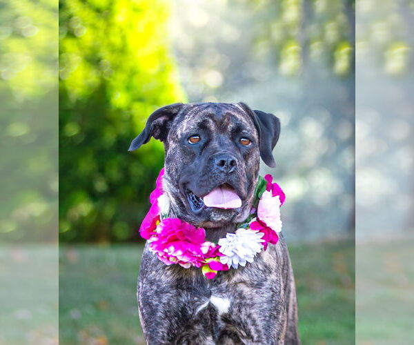 Medium Photo #3 Boxer-Unknown Mix Puppy For Sale in Unionville, PA, USA