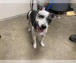 Rat Terrier Dogs for adoption in Rosenberg, TX, USA