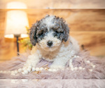 Small Photo #4 Poodle (Miniature) Puppy For Sale in FARWELL, MI, USA